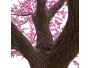 Artificial Garden PEACH BLOSSOM TREE 20159 Τεχνητό Διακοσμητικό Δέντρο Ανθισμένη Ροδακινιά Υ340cm - 3