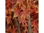 ARTIFICIAL GARDEN MAPLE TREE 20162 - 2