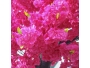 ARTIFICIAL GARDEN CHERRY BLOSSOM TREE 20185 - 2