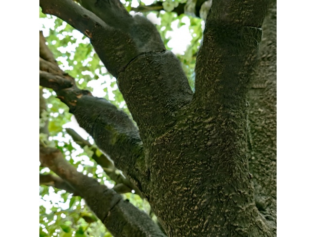 ARTIFICIAL GARDEN LABURNUM TREE 20165 - 2